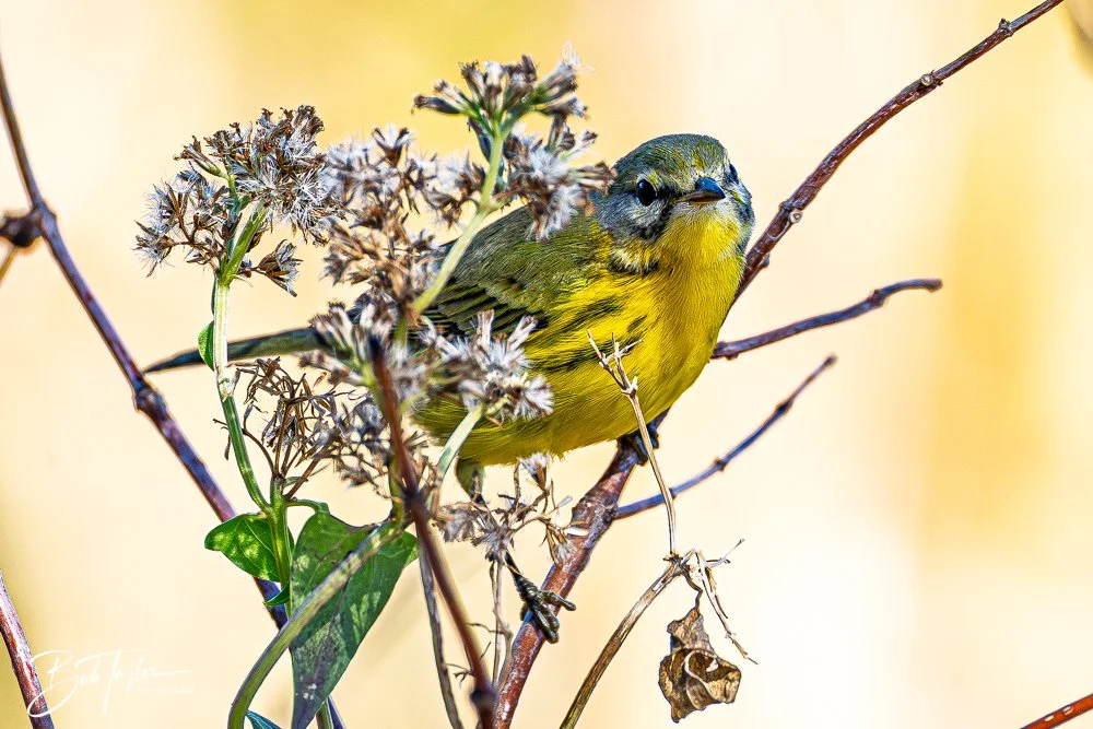 20251021-SASP Birds -31.jpg