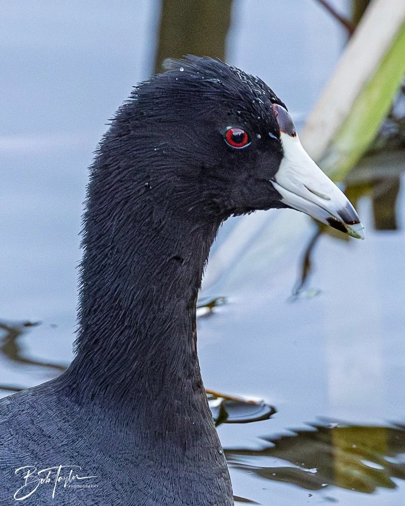 20251103-SASP Gator Lake -7.jpg