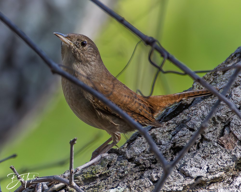 20251021-SASP Birds -14.jpg