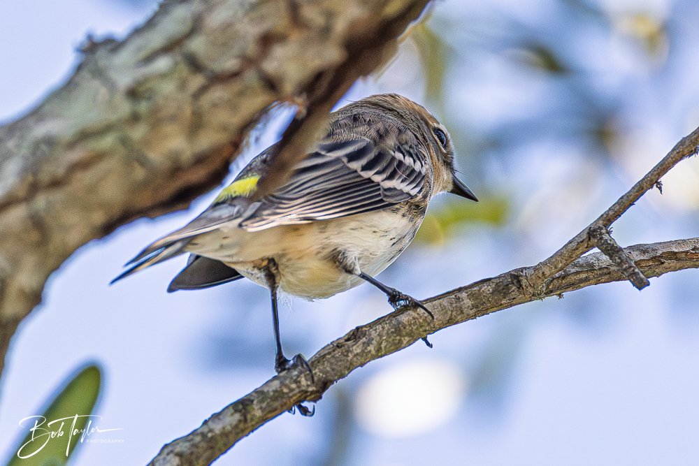 20251021-SASP Birds -9.jpg