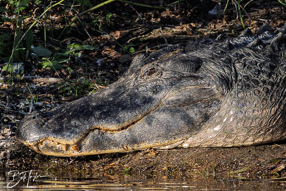 20251103-SASP Gator Lake -12.jpg