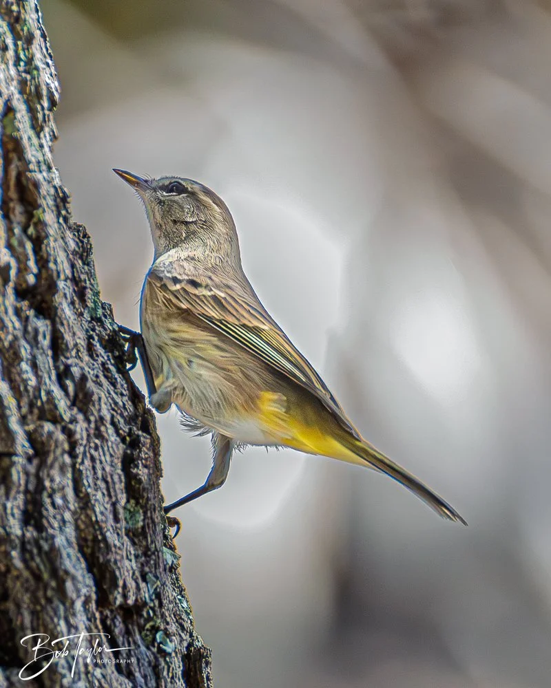 20251021-SASP Birds -7.jpg