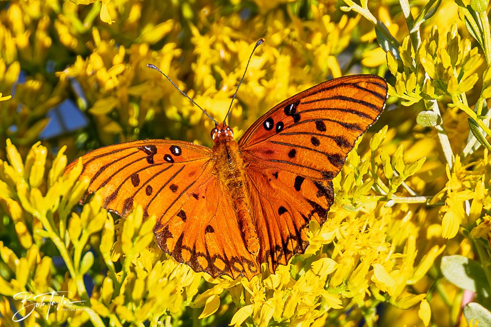 20251103-SASP Gator Lake -1.jpg