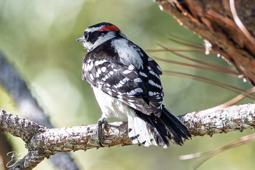 20251021-SASP Birds -23.jpg