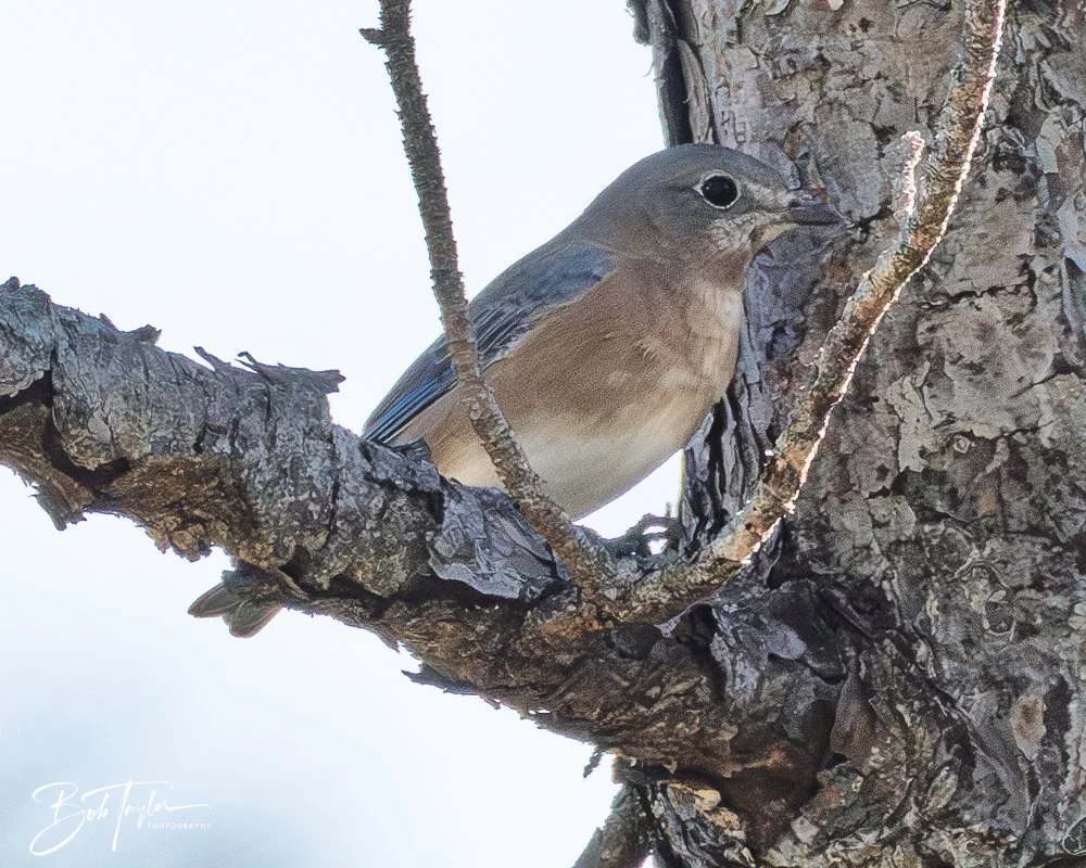 20251021-SASP Birds -37.jpg