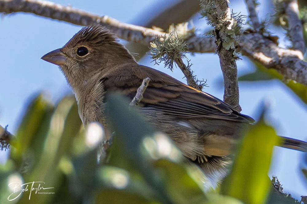 20251021-SASP Birds -5.jpg