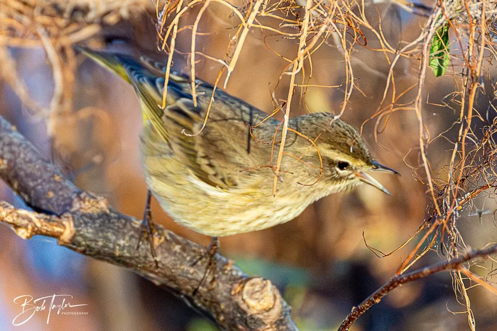 20251103-SASP Gator Lake -20.jpg