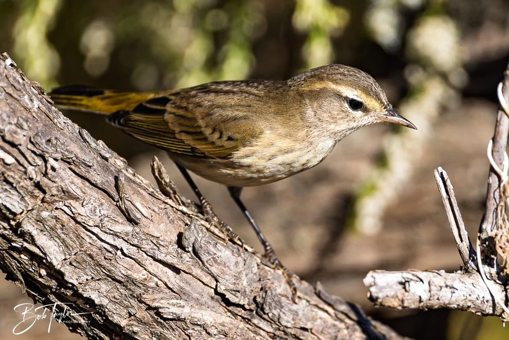 20251021-SASP Birds -28.jpg