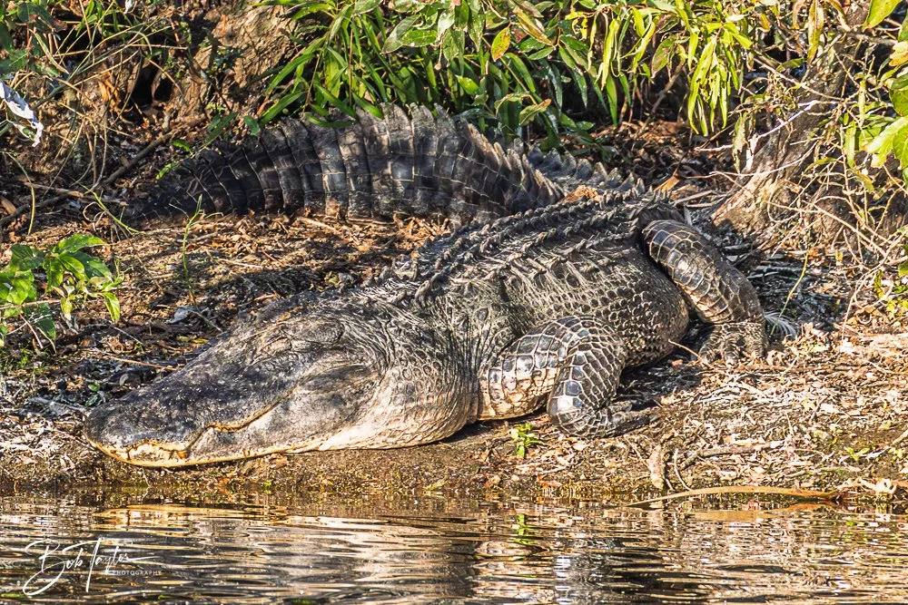 20251103-SASP Gator Lake -13.jpg