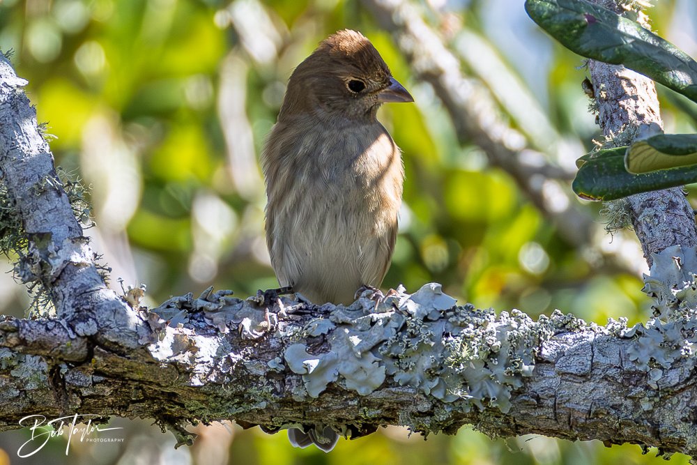 20251021-SASP Birds -1.jpg