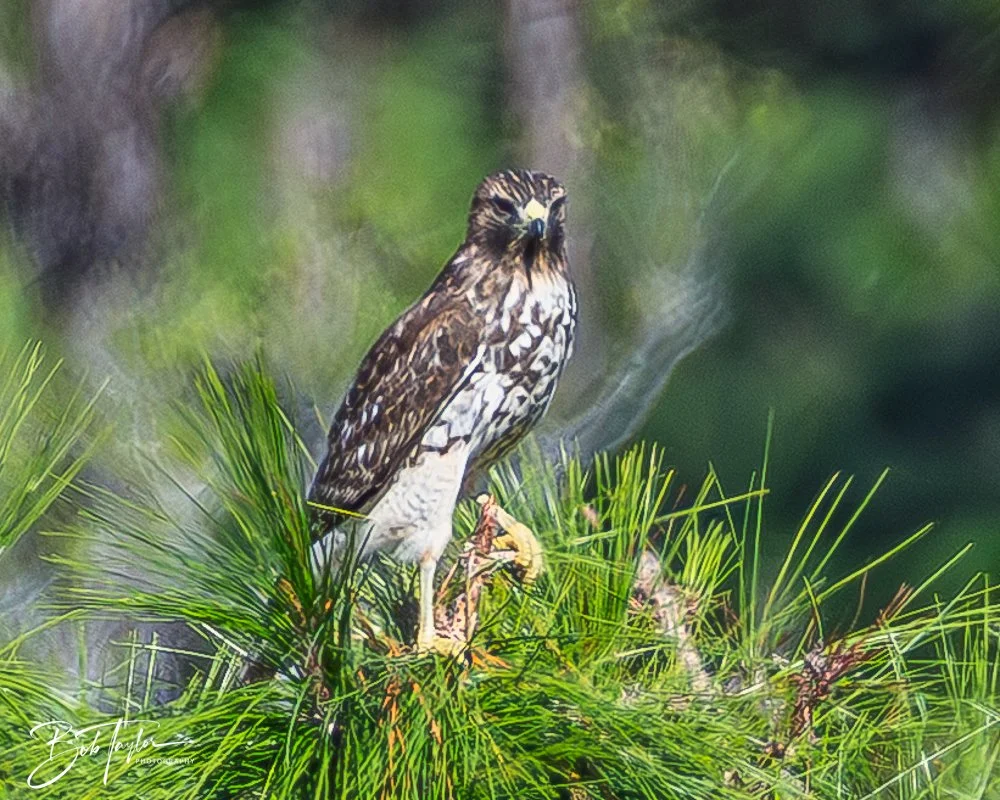 20251008-St Andrews SP -18.jpg