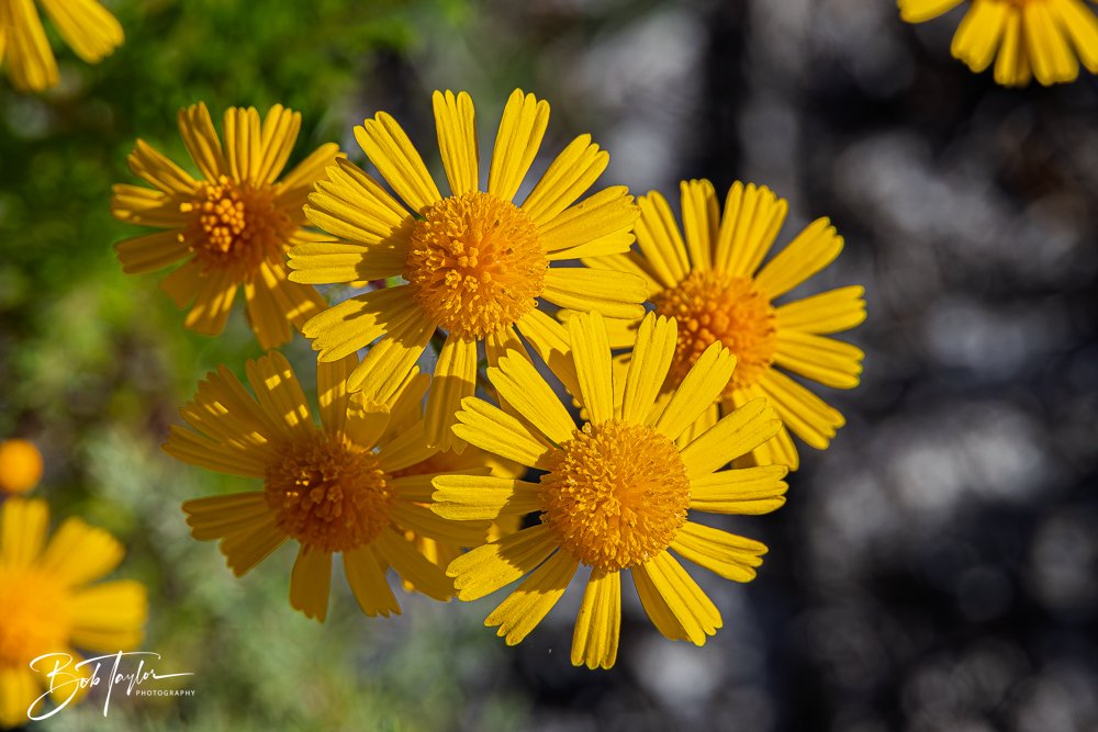 20251008-St Andrews SP -20.jpg