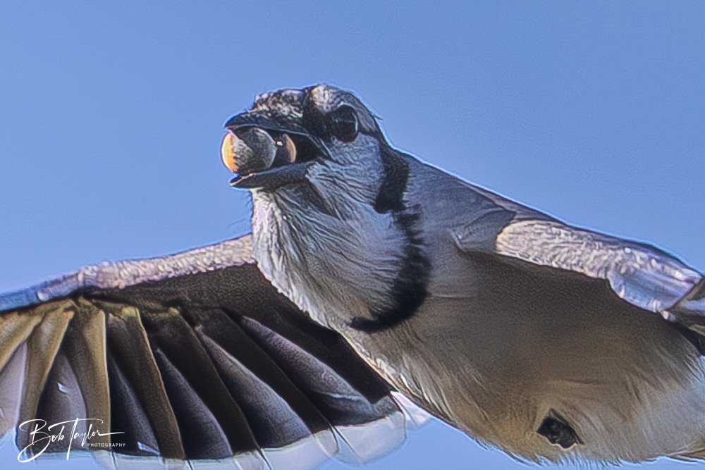 20251008-St Andrews SP -6.jpg