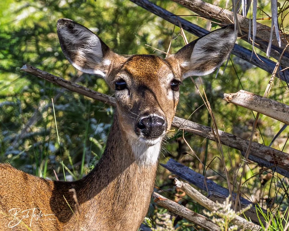 20251008-St Andrews SP -15.jpg