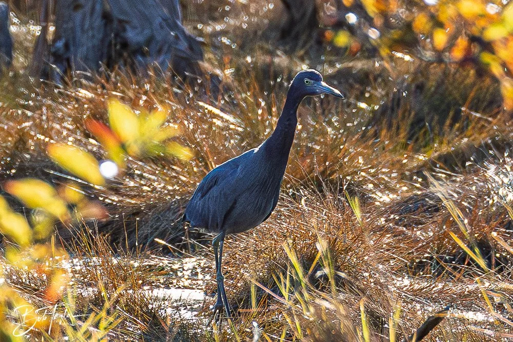 20251103-SASP Gator Lake -4.jpg