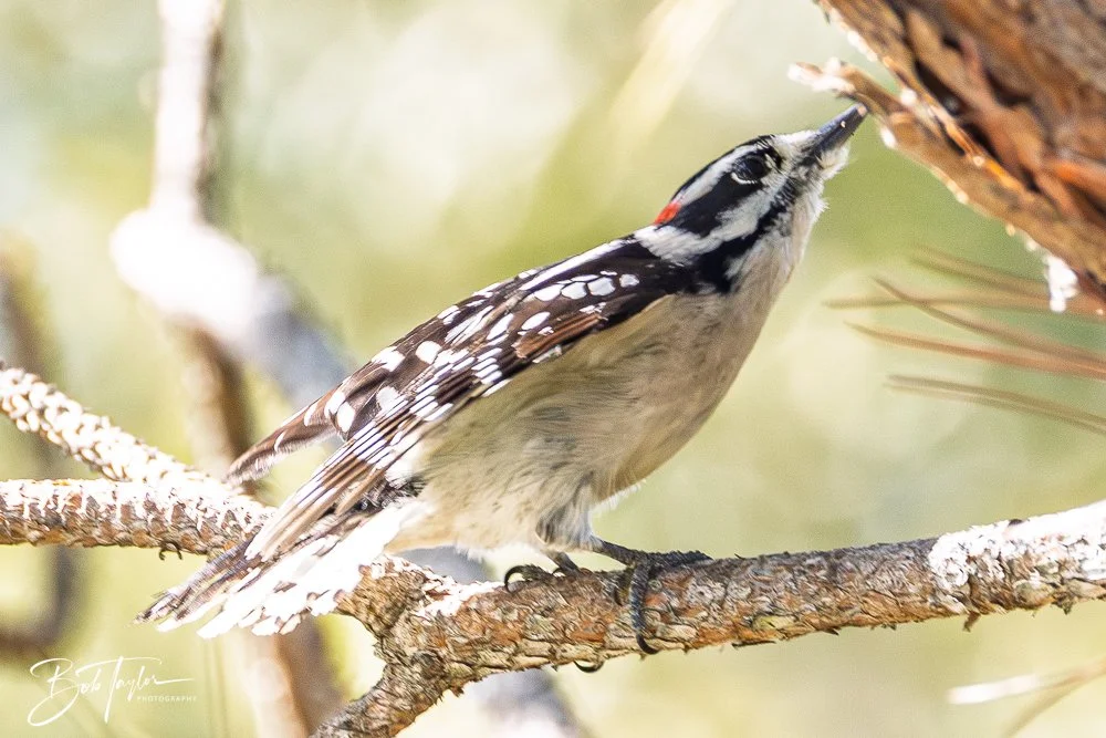 20251021-SASP Birds -20.jpg