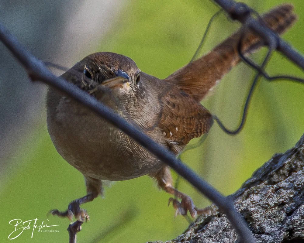 20251021-SASP Birds -15.jpg