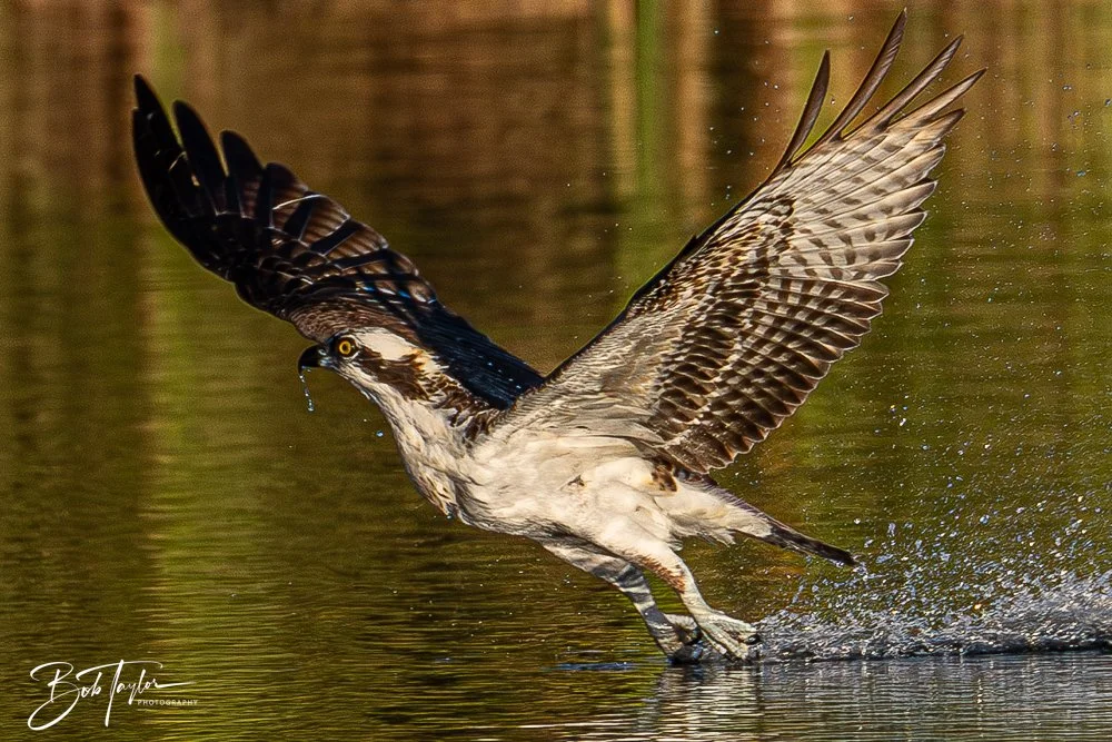 20251103-SASP Gator Lake -26.jpg