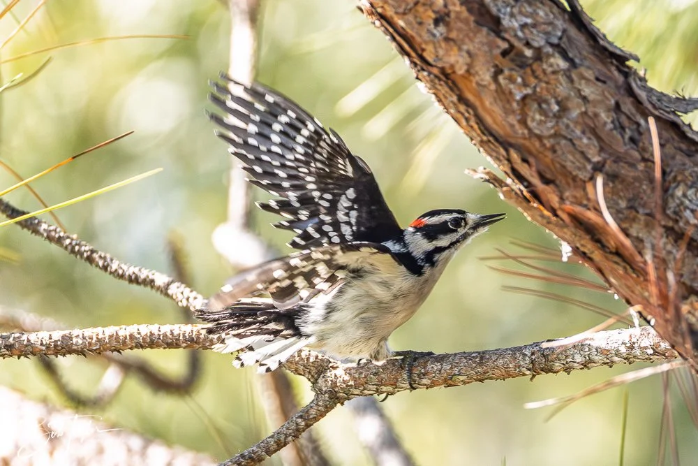 20251021-SASP Birds -21.jpg