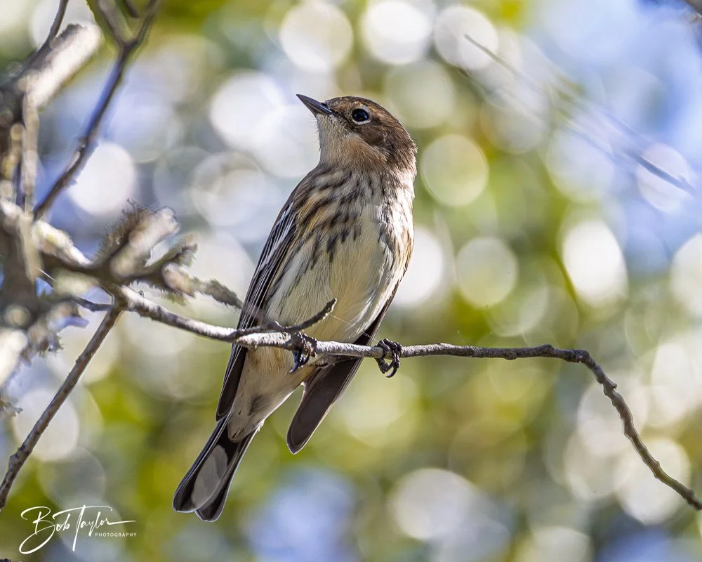 20251021-SASP Birds -11.jpg