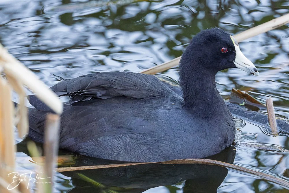 20251103-SASP Gator Lake -8.jpg