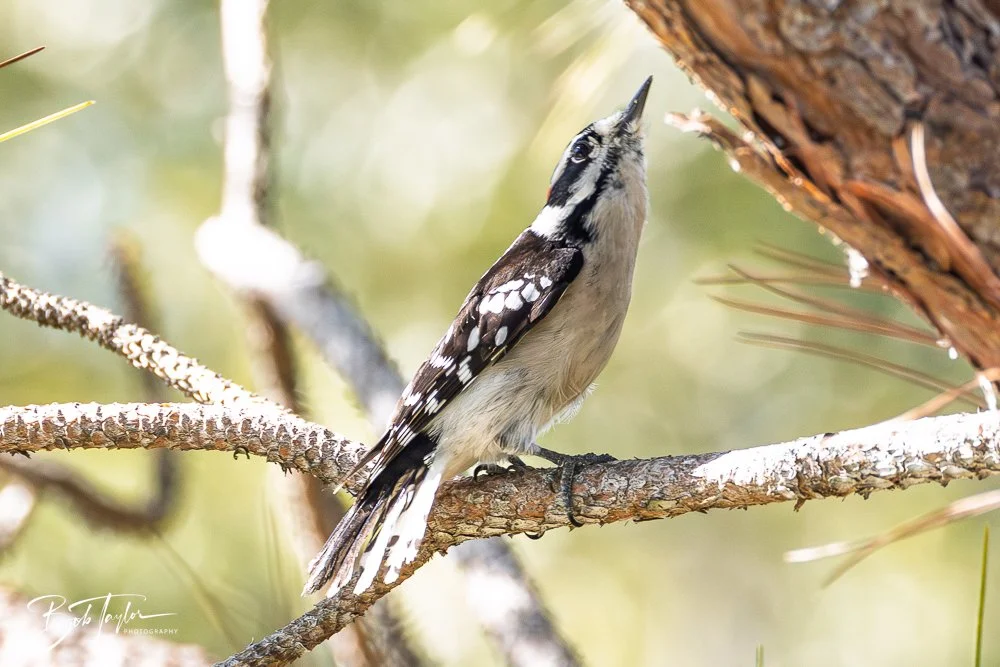 20251021-SASP Birds -19.jpg