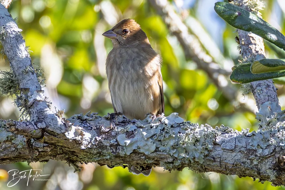 20251021-SASP Birds -2.jpg