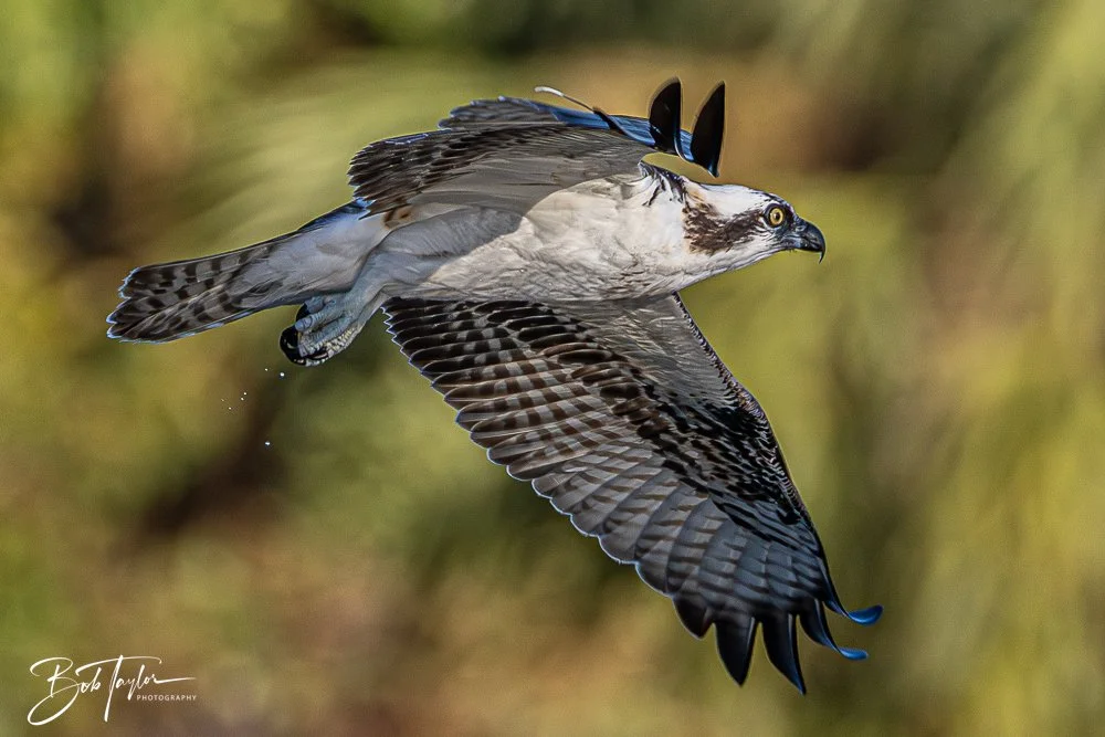 20251103-SASP Gator Lake -28.jpg