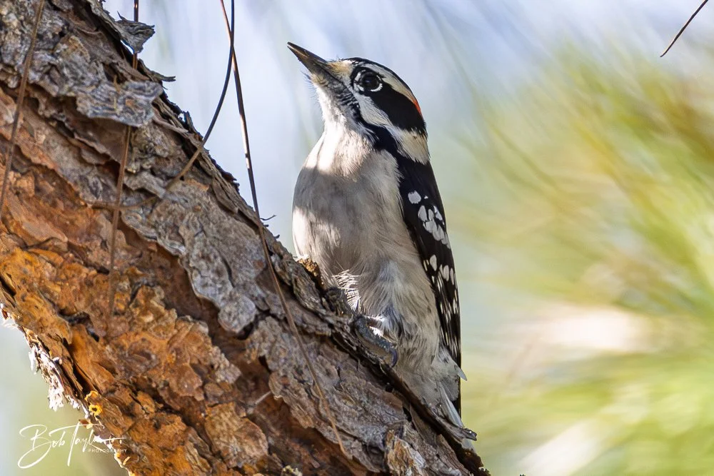 20251021-SASP Birds -18.jpg