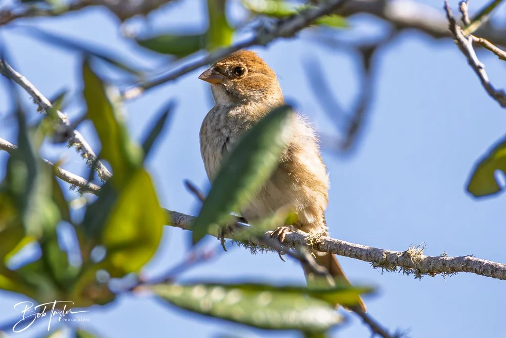 20251021-SASP Birds -4.jpg