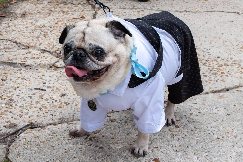 20250223-Mardi Gras Dogs -13.jpg