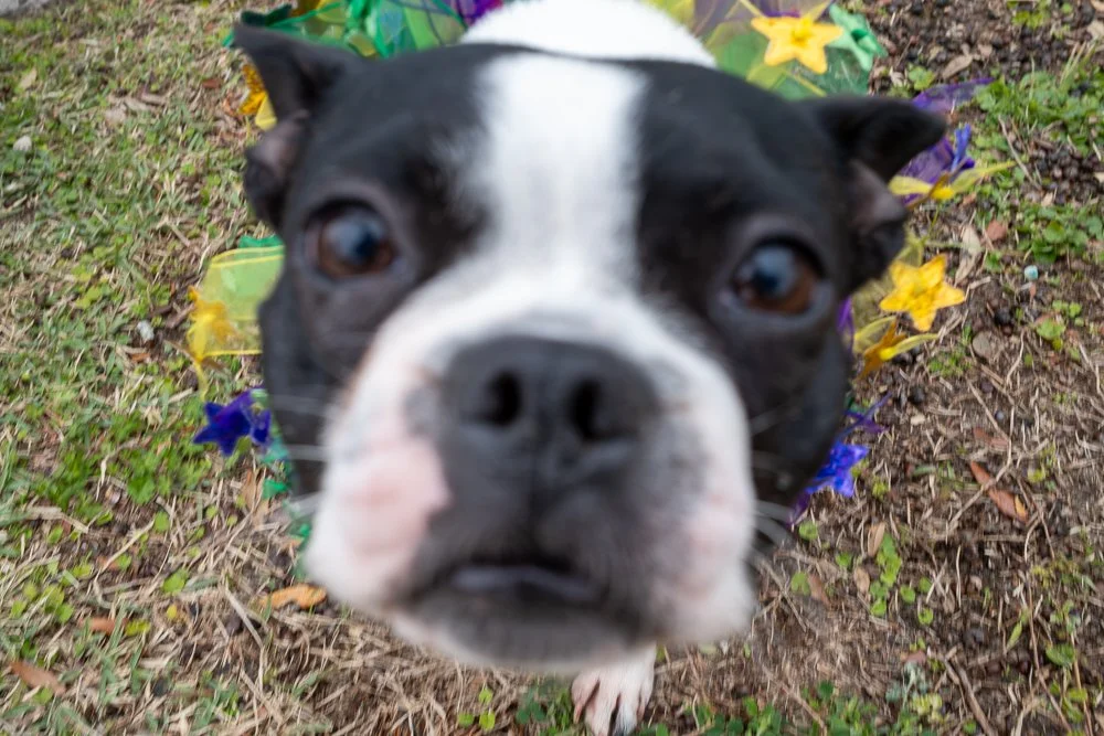 20250223-Mardi Gras Dogs -27.jpg