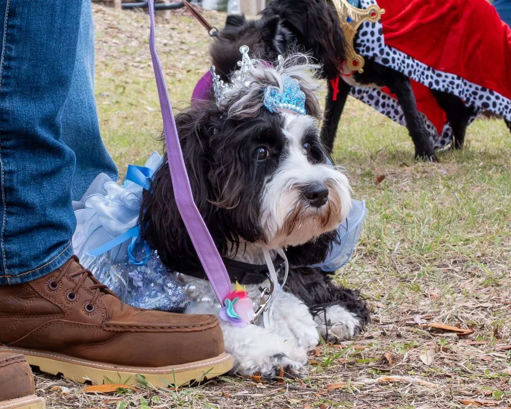 20250223-Mardi Gras Dogs -12.jpg