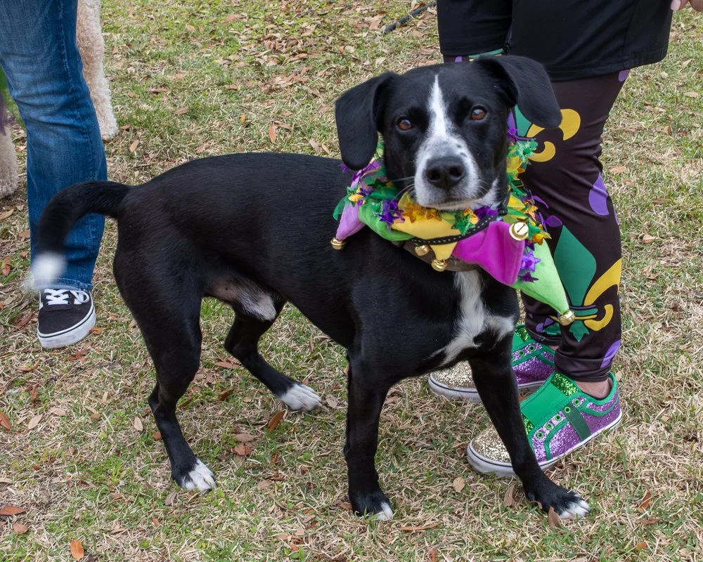 20250223-Mardi Gras Dogs -23.jpg