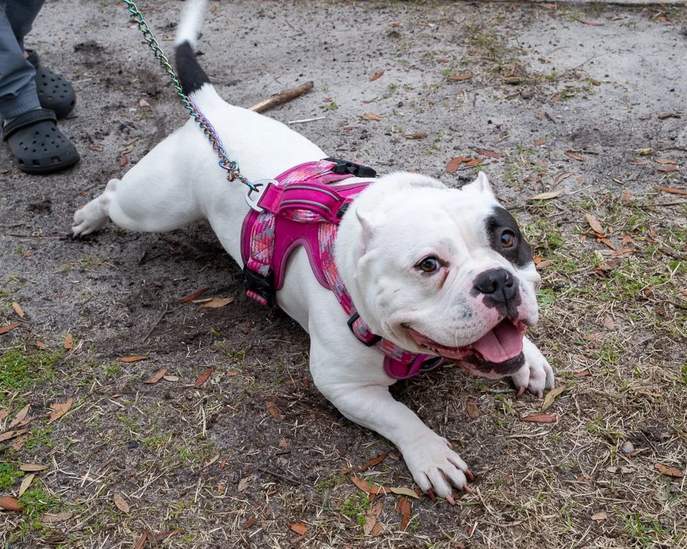 20250223-Mardi Gras Dogs -8.jpg