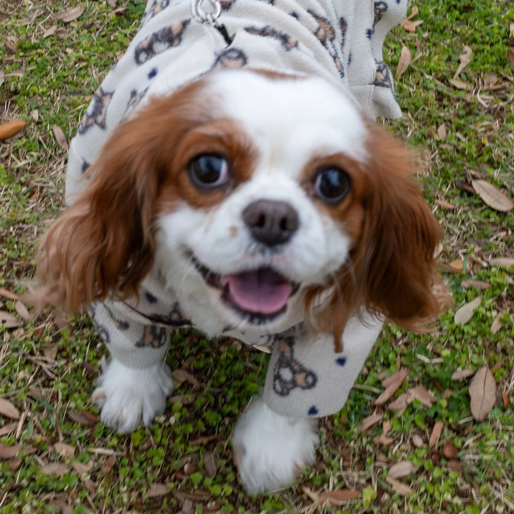 20250223-Mardi Gras Dogs -25.jpg