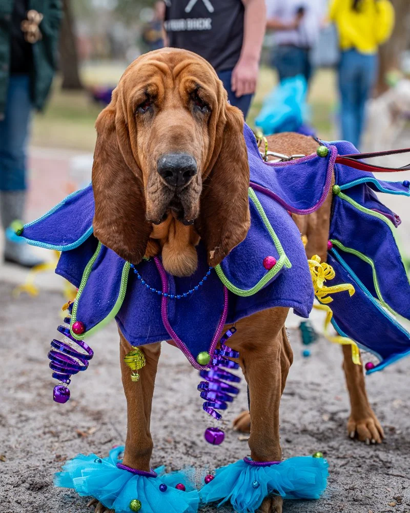 20250223-Mardi Gras Dogs -2.jpg