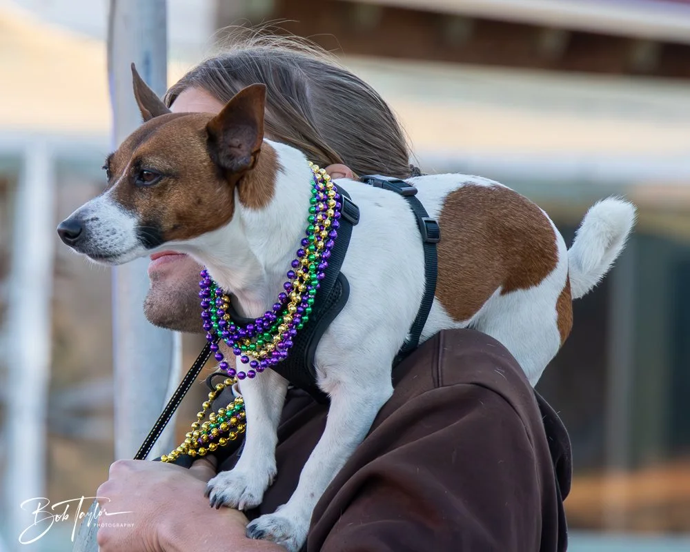 20250221-Mardi Gras Parade -17.jpg