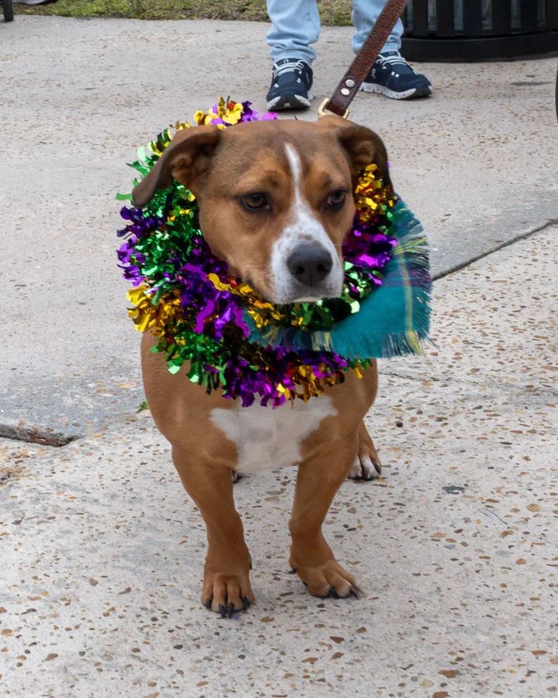 20250223-Mardi Gras Dogs -14.jpg
