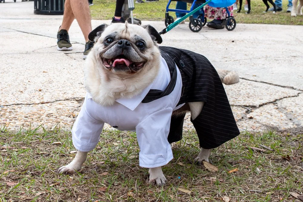 20250223-Mardi Gras Dogs -1.jpg