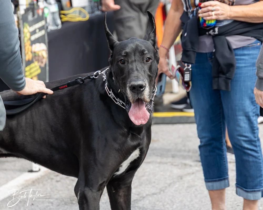 20250222-Mardi Gras Parade -19.jpg