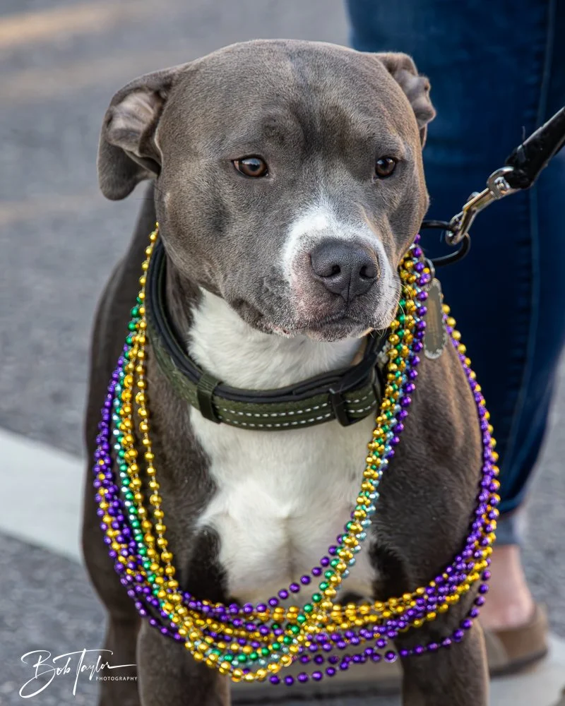 20250221-Mardi Gras Parade -16.jpg