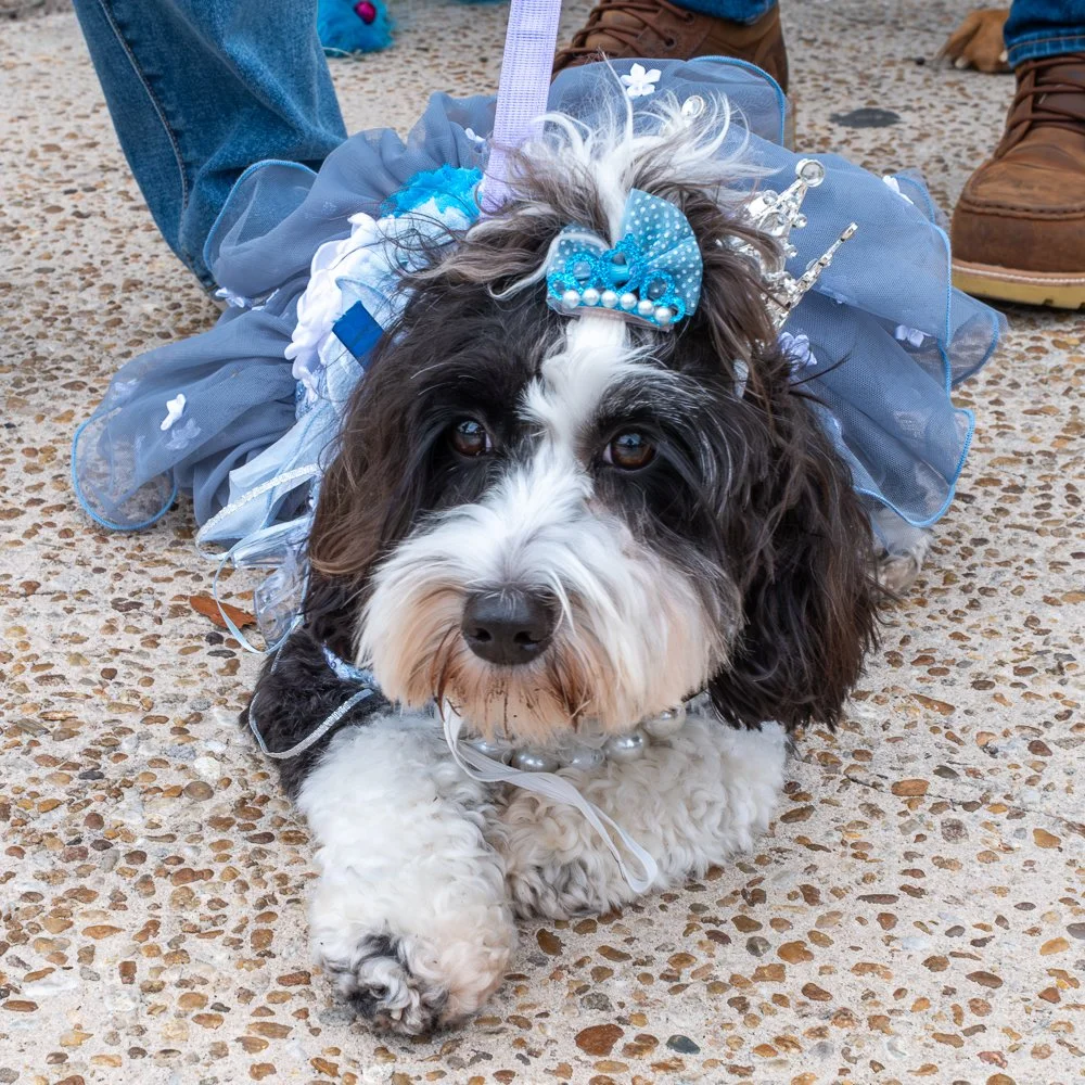 20250223-Mardi Gras Dogs -22.jpg