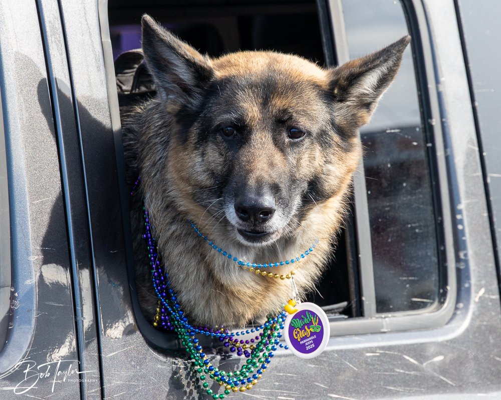 20250222-Mardi Gras Parade 4 -57.jpg