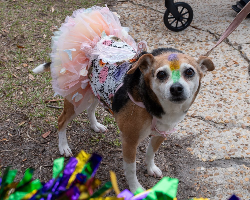 20250223-Mardi Gras Dogs -11.jpg