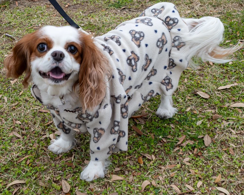 20250223-Mardi Gras Dogs -26.jpg