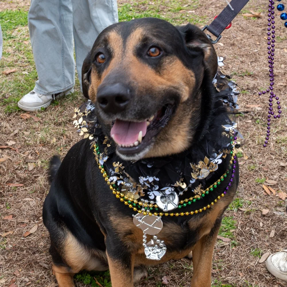 20250223-Mardi Gras Dogs -24.jpg