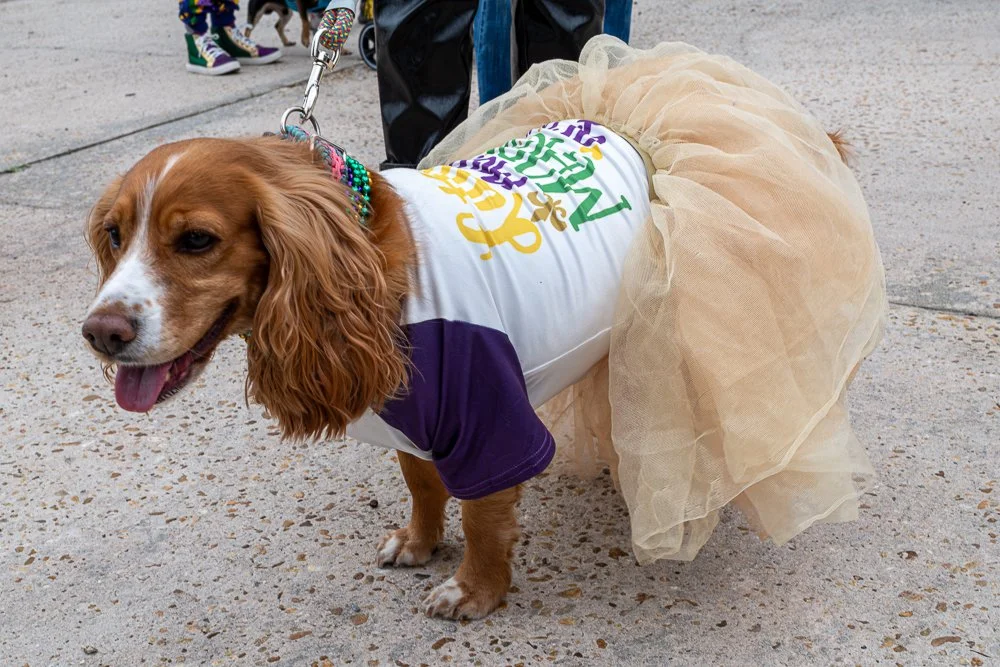 20250223-Mardi Gras Dogs -10.jpg
