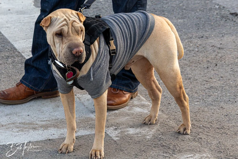 20250221-Mardi Gras Parade -18.jpg