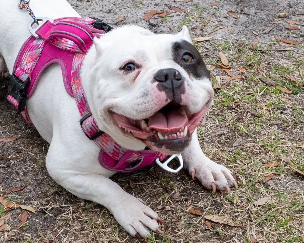 20250223-Mardi Gras Dogs -9.jpg